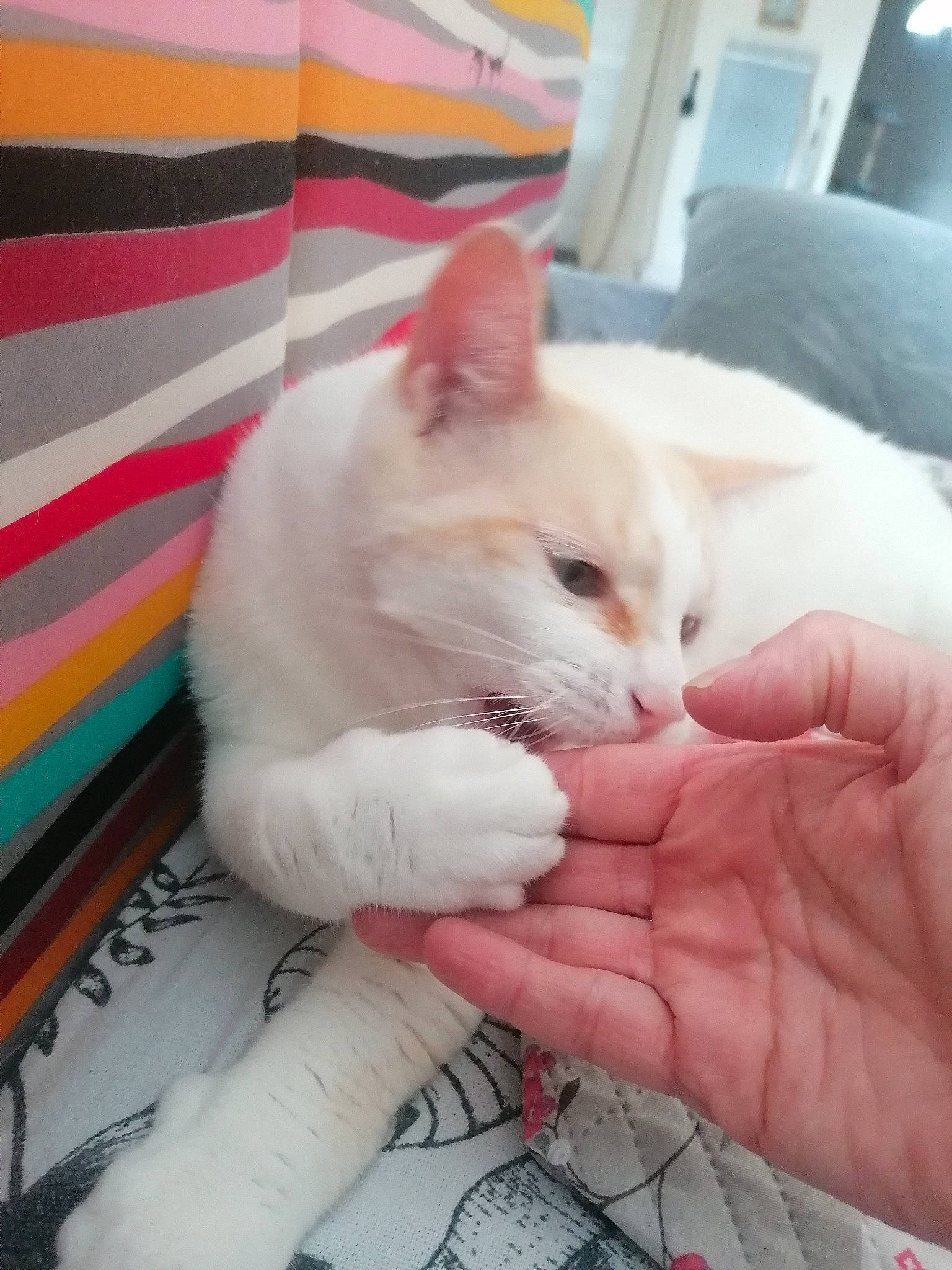 Cacahouète participe au concours pour gagner de l'argent avec cette photo : carnivore, cat, comfort, domestic_short_haired_cat, felidae, finger, fur, gesture, nail, paw, small_to_medium_sized_cats, thumb, whiskers