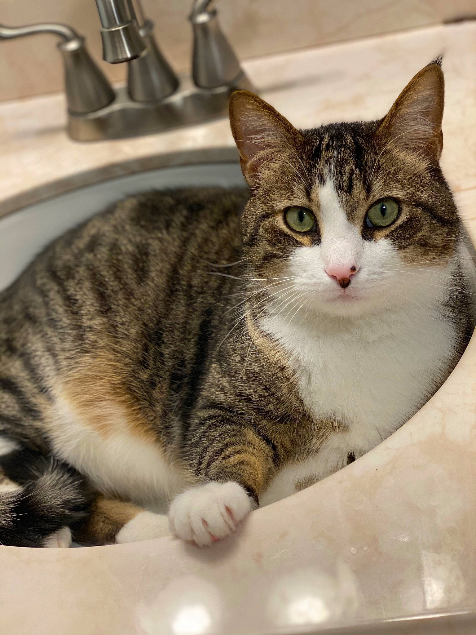 Prince is registered to the contest to win money with this photo: box, carnivore, cat, domestic_short_haired_cat, felidae, fur, household_hardware, kitchen_sink, paw, photograph, plumbing, plumbing_fixture, sink, small_to_medium_sized_cats, snapshot, snout, tap, whiskers, window