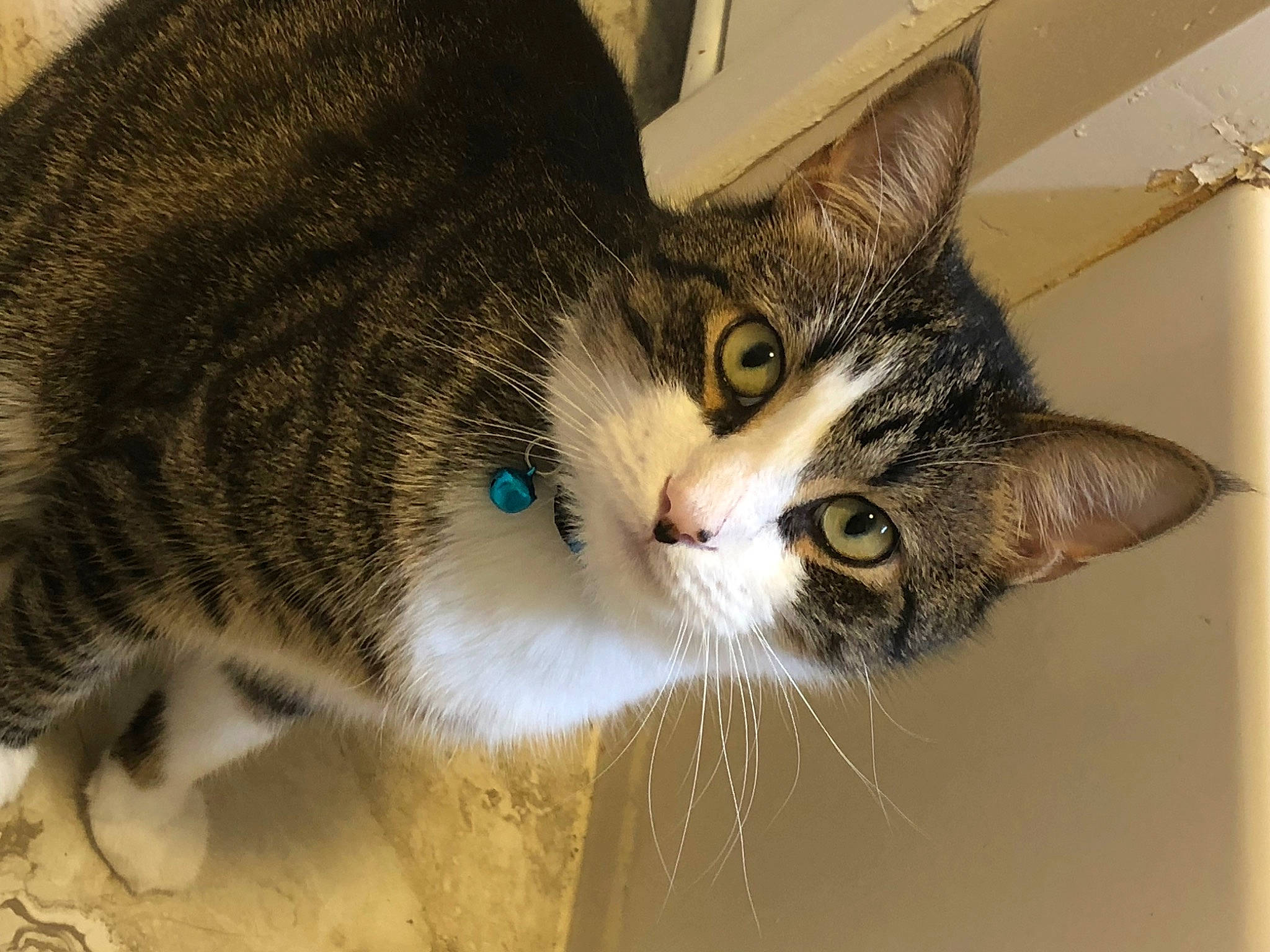 Prince is registered to the contest to win money with this photo: carnivore, cat, domestic_short_haired_cat, ear, eye, eyelash, felidae, fur, paw, small_to_medium_sized_cats, snout, tail, tree, whiskers