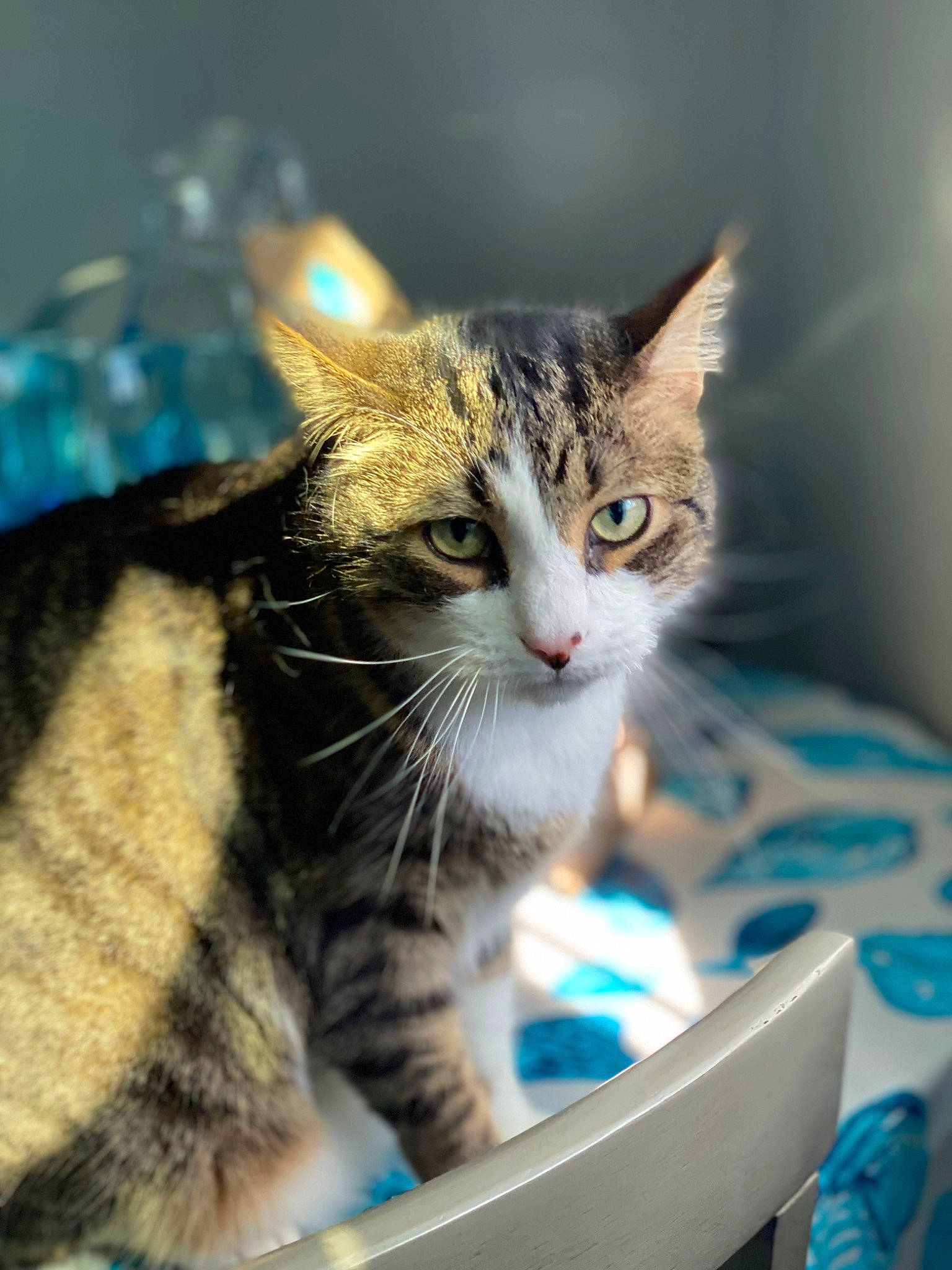 Prince is registered to the contest to win money with this photo: animal_feed, carnivore, cat, cat_supply, claw, collar, curious, domestic_short_haired_cat, felidae, fur, grass, paw, pet_supply, sitting, small_to_medium_sized_cats, snout, whiskers, wildlife