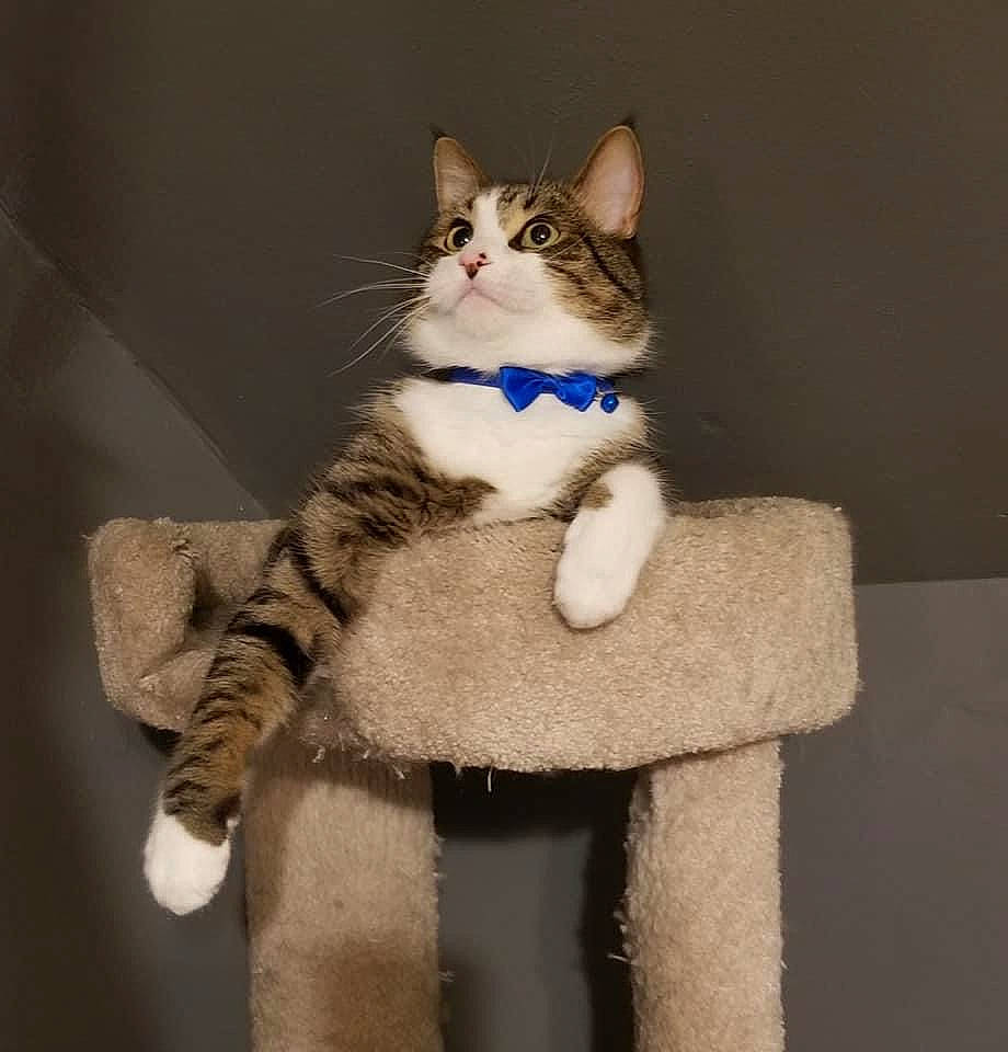 Prince joined the competition — help win amazing prizes! carnivore, cat, domestic_short_haired_cat, eye, fashion_accessory, fawn, felidae, fur, fur_clothing, gesture, glove, hand, paw, sleeve, small_to_medium_sized_cats, snout, stuffed_toy, tail, toy, whiskers