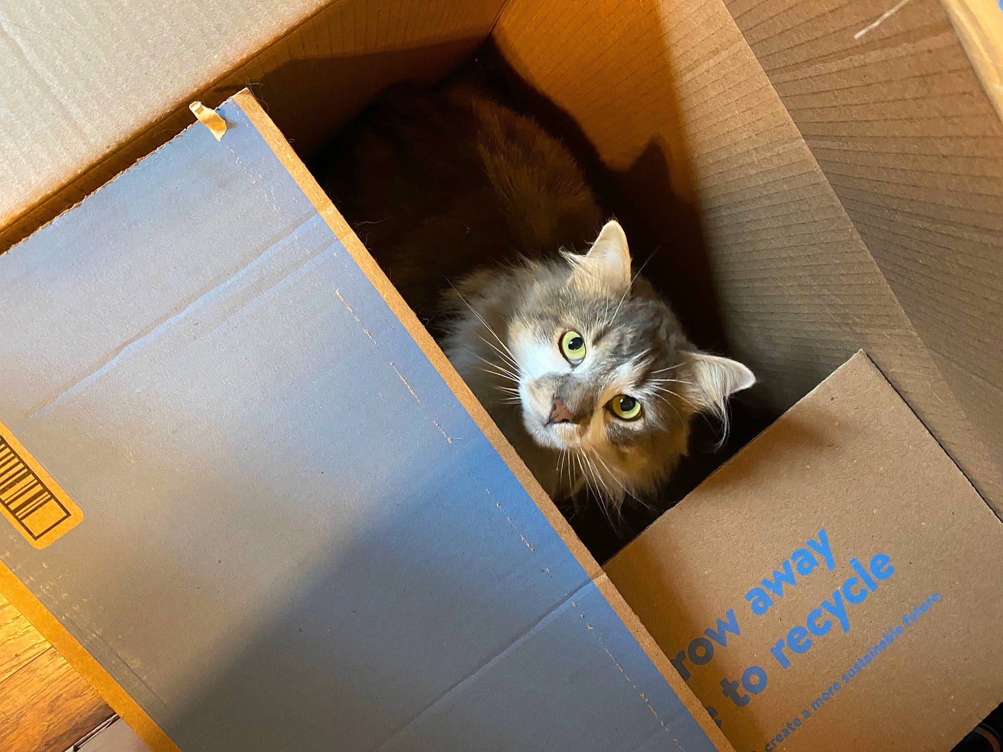 Jasper is registered to the contest to win money with this photo: box, brown, cardboard, carnivore, carton, cat, domestic_short_haired_cat, felidae, grey, mammal, packaging_and_labeling, packing_materials, paper, paper_product, room, shipping_box, small_to_medium_sized_cats, vertebrate, whiskers, wood
