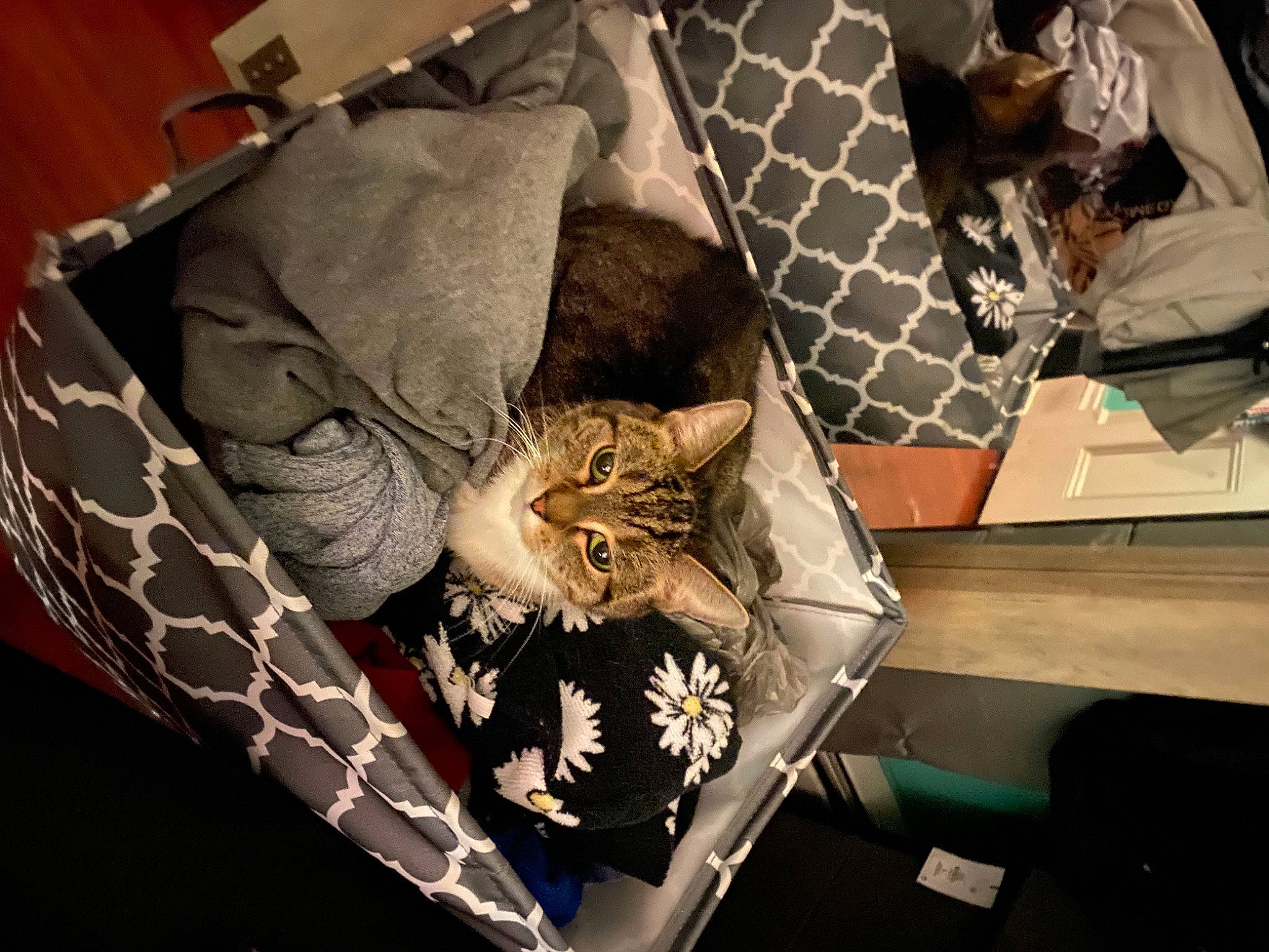 Socks is registered to the contest to win money with this photo: bag, baggage, bedding, box, carnivore, cat, comfort, couch, domestic_short_haired_cat, felidae, fur, linens, luggage_and_bags, pattern, pillow, room, small_to_medium_sized_cats, table, whiskers, wood