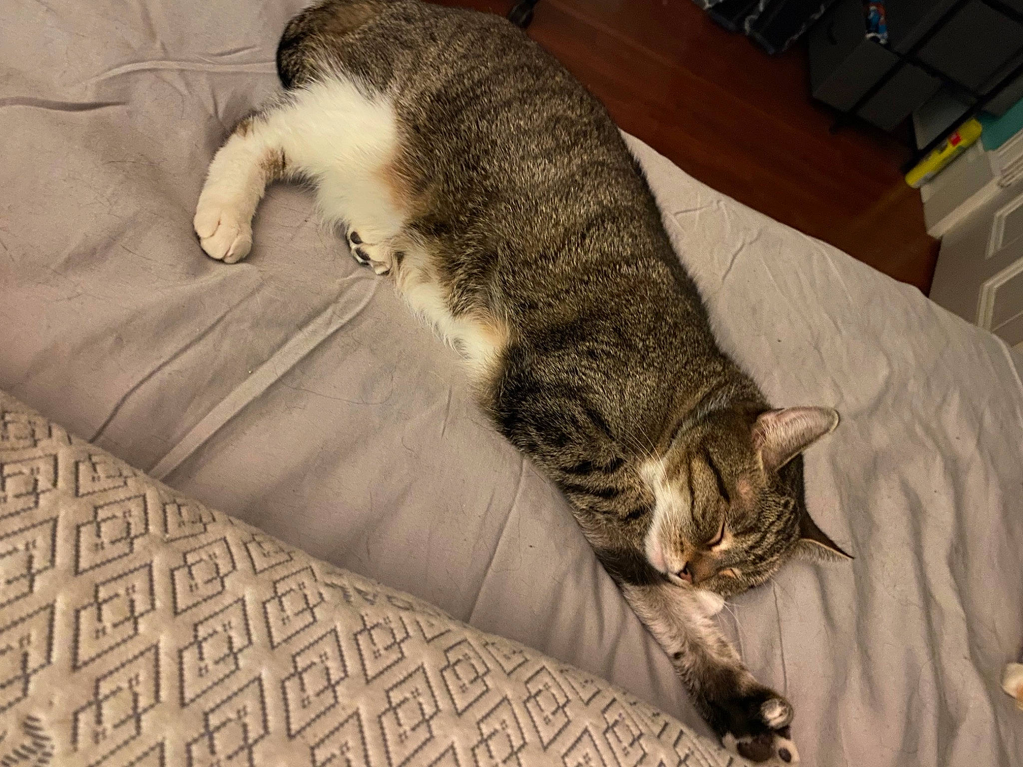 Socks is registered to the contest to win money with this photo: box, carnivore, cat, claw, comfort, computer_keyboard, domestic_short_haired_cat, felidae, flooring, fur, grey, input_device, nap, paw, peripheral, small_to_medium_sized_cats, snout, tail, terrestrial_animal, whiskers