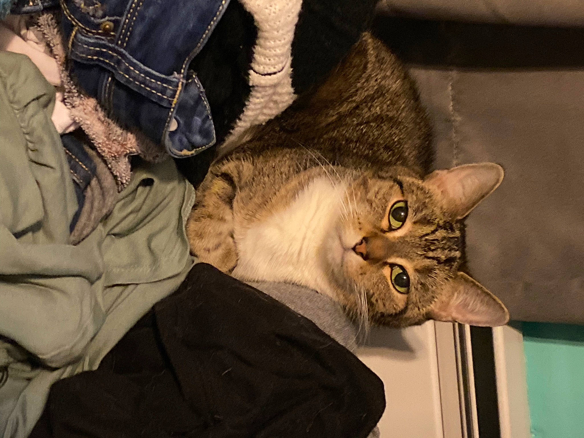 Socks joined the competition — help win amazing prizes! carnivore, cat, claw, comfort, domestic_short_haired_cat, ear, fawn, felidae, fur, glasses, paw, small_to_medium_sized_cats, snout, tail, whiskers