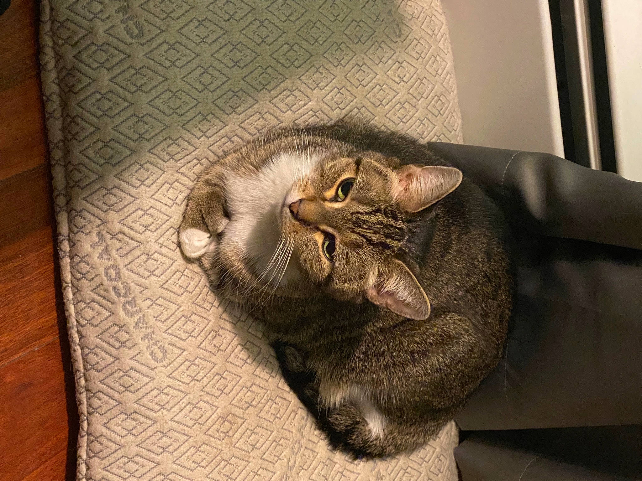 Socks joined the competition — help win amazing prizes! carnivore, cat, claw, comfort, domestic_short_haired_cat, fawn, felidae, fur, hardwood, metal, nap, paw, room, small_to_medium_sized_cats, tail, terrestrial_animal, whiskers, wildlife, wood