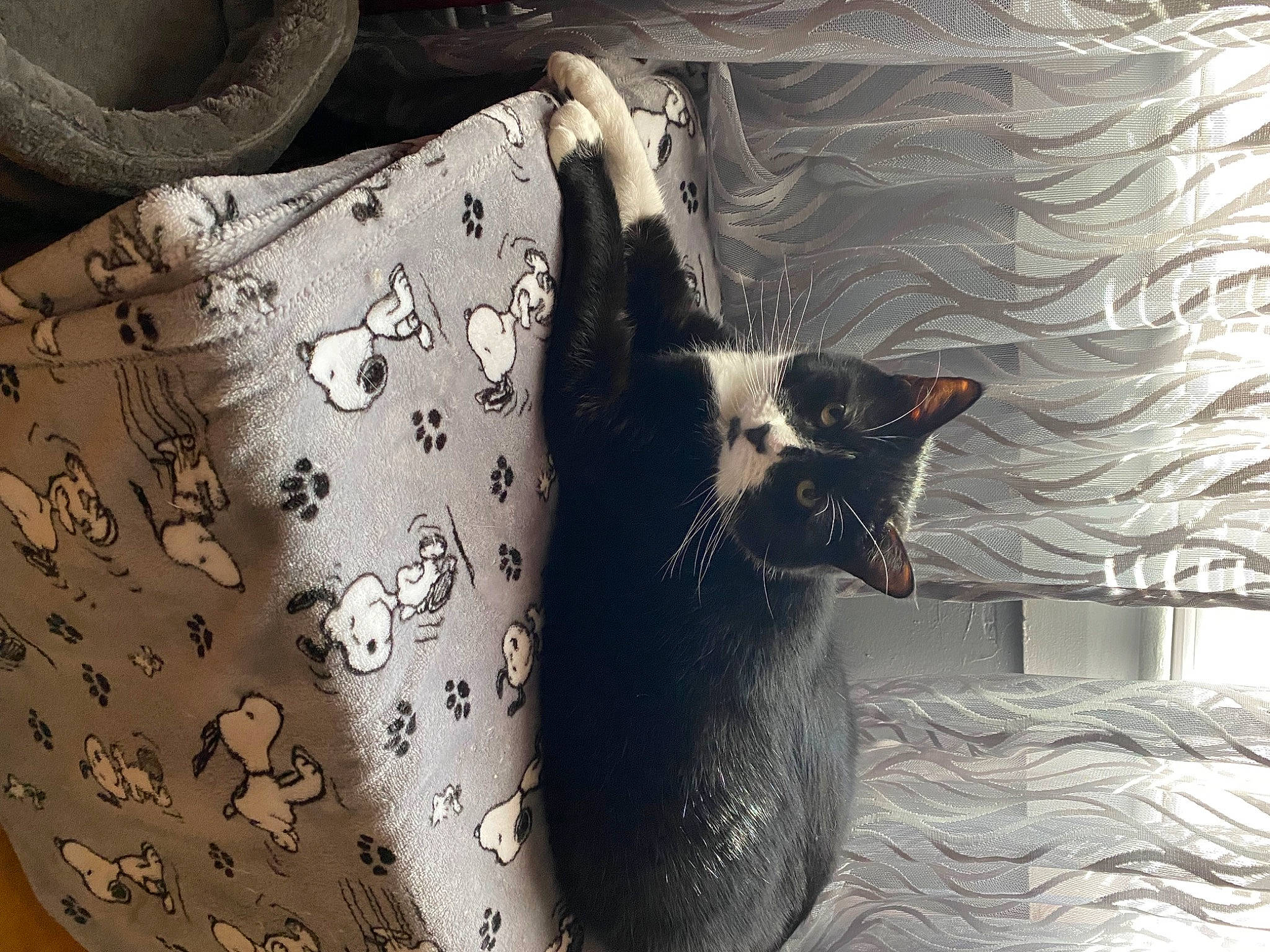 Prince And Oreo is registered to the contest to win money with this photo: beauty, black_and_white, carnivore, cat, comfort, felidae, grey, linens, mammal, monochrome, monochrome_photography, sleeve, small_to_medium_sized_cats, snout, style, textile, tree, vertebrate, whiskers, window