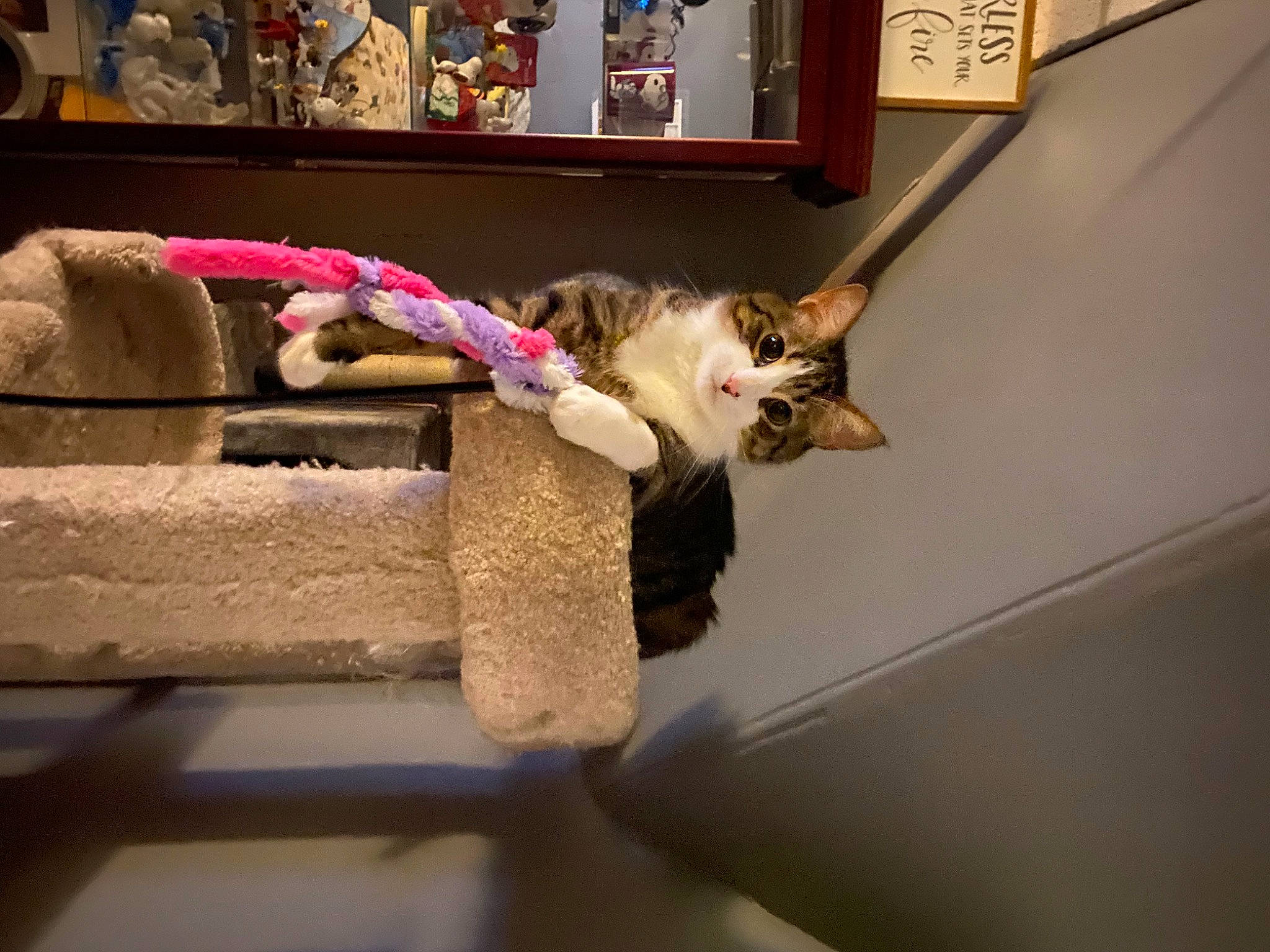 Prince And Oreo joined the competition — help win amazing prizes! canidae, carnivore, cat, comfort, couch, domestic_short_haired_cat, fawn, felidae, floor, flooring, fur, hardwood, leg, picture_frame, plant, room, small_to_medium_sized_cats, tail, whiskers, wood