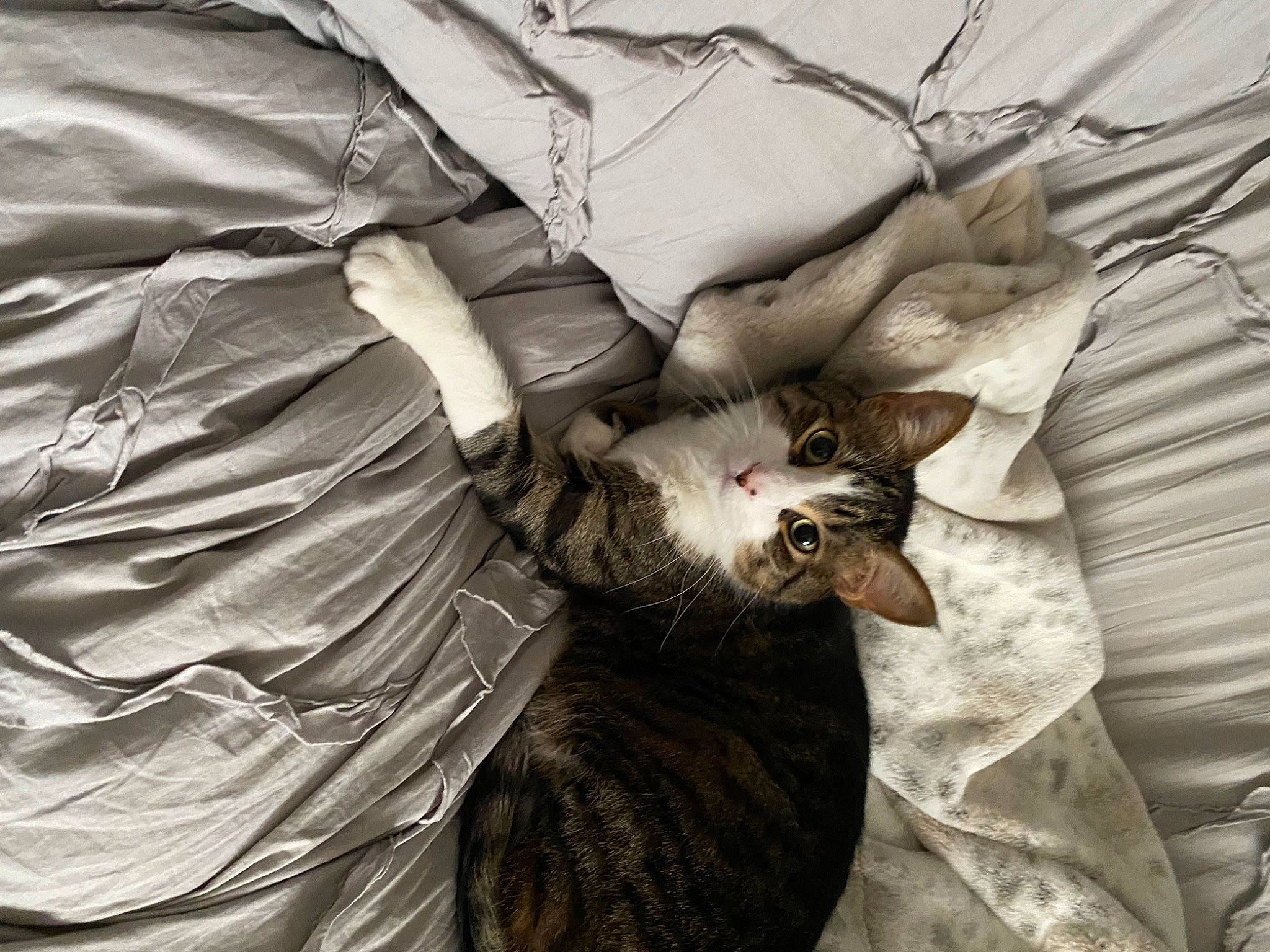 Prince And Oreo joined the competition — help win amazing prizes! bed_sheet, bedding, carnivore, cat, claw, comfort, domestic_short_haired_cat, duvet, felidae, fur, grey, linens, monochrome_photography, pattern, paw, small_to_medium_sized_cats, tail, textile, whiskers, wood