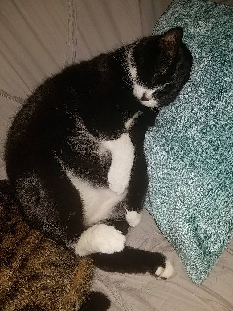 Prince And Oreo joined the competition — help win amazing prizes! black_cat, canidae, carnivore, cat, claw, comfort, dog_breed, domestic_short_haired_cat, felidae, flooring, foot, fur, grey, hardwood, human_leg, paw, small_to_medium_sized_cats, sporting_group, tail, whiskers