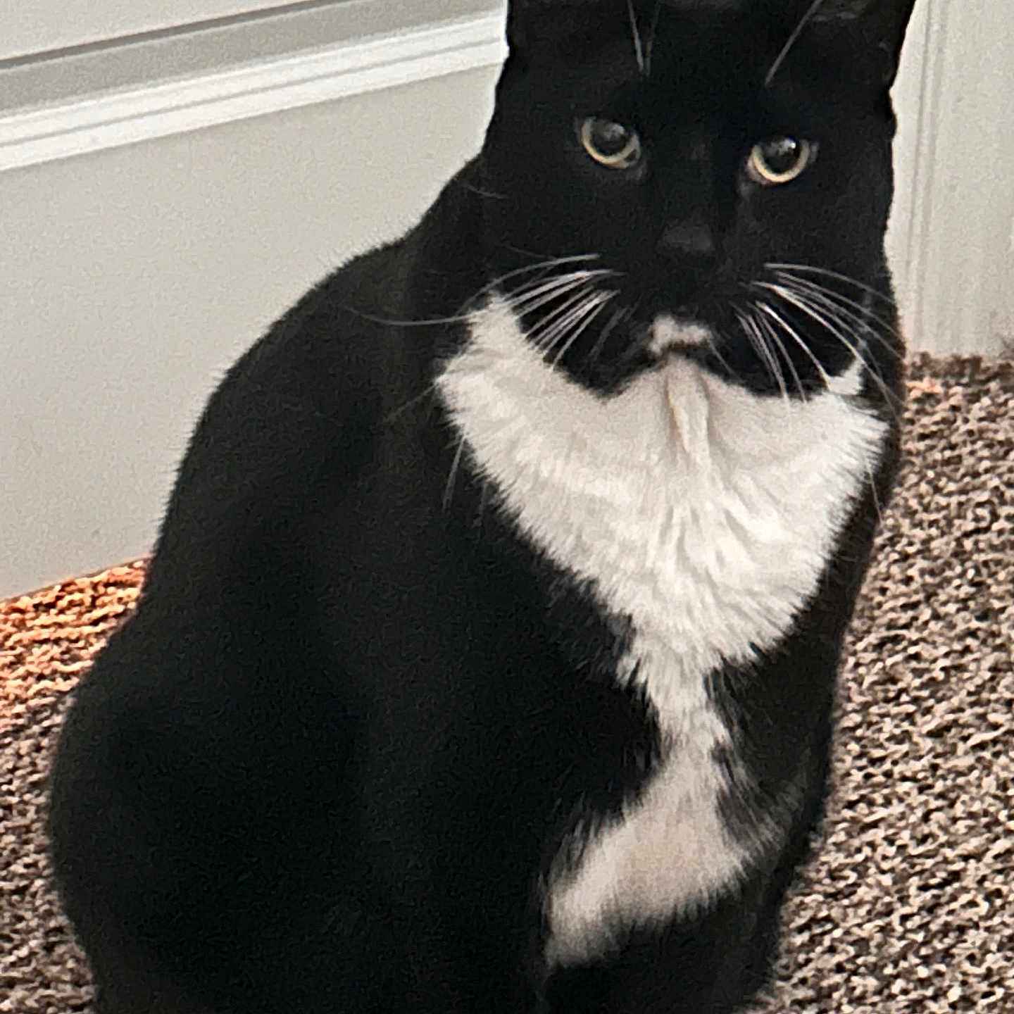 Kevin