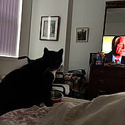 Kevin is registered to the contest to win money with this photo: animal, bed, bedroom, black_and_white, blanket, cat, curtains, dresser, food_bowl, framed_photos, home, indoor, mirror, pet, pillow, silhouette, sitting, television, tuxedo_cat, window
