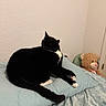 Kevin joined the competition — help win amazing prizes! animal, bed, bedding, bedroom, black_and_white, cat, home, indoors, lying_down, pet, pillow, relaxed, remote_control, sleeping, stuffed_animal, tail, teddy_bear, tuxedo_cat, wall, whiskers