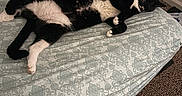 Kevin is registered to the contest to win money with this photo: bed, bedding, bedroom, black_and_white, blanket, carpet, cat, door, home, indoor, lying_down, paws, pet, photography, relaxed, sleeping, tail, teddy_bear, tuxedo_cat, whiskers
