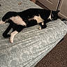 bed, bedding, bedroom, black_and_white, blanket, carpet, cat, door, home, indoor, lying_down, paws, pet, photography, relaxed, sleeping, tail, teddy_bear, tuxedo_cat, whiskers