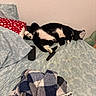 Kevin is registered to the contest to win money with this photo: animals, bed, bedding, bedroom, black_and_white, blanket, cats, cozy, fluffy, furniture, home, indoor, lying_down, pets, photography, pillow, relaxed, remote_control, sleeping, whiskers