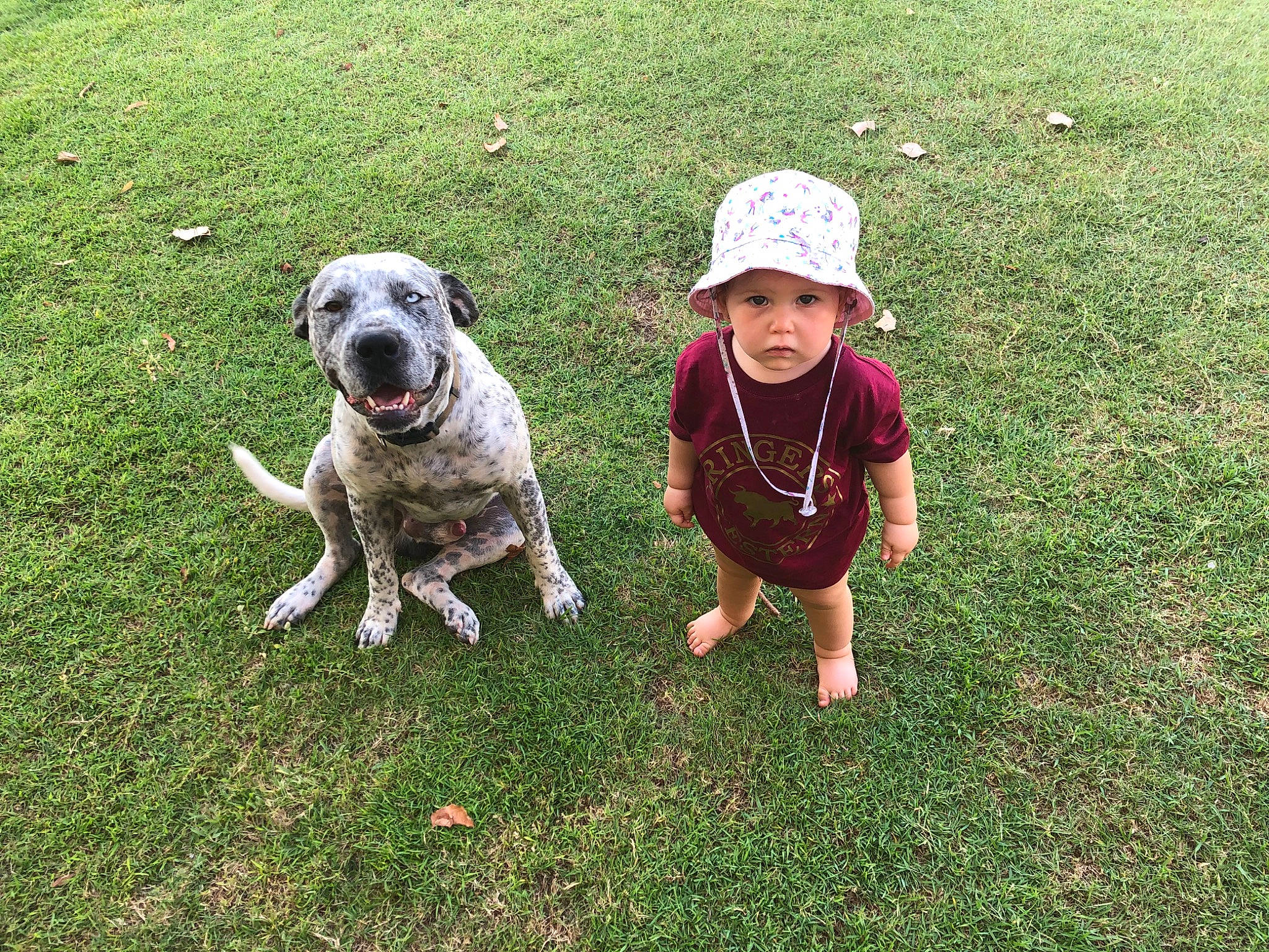 Bridie is registered to the contest to win money with this photo: american_bulldog, canidae, carnivore, companion_dog, dog, dog_breed, dog_walking, fawn, grass, headwear, lawn, mammal, non_sporting_group, person, pit_bull, plant, sporting_group, vertebrate, working_dog