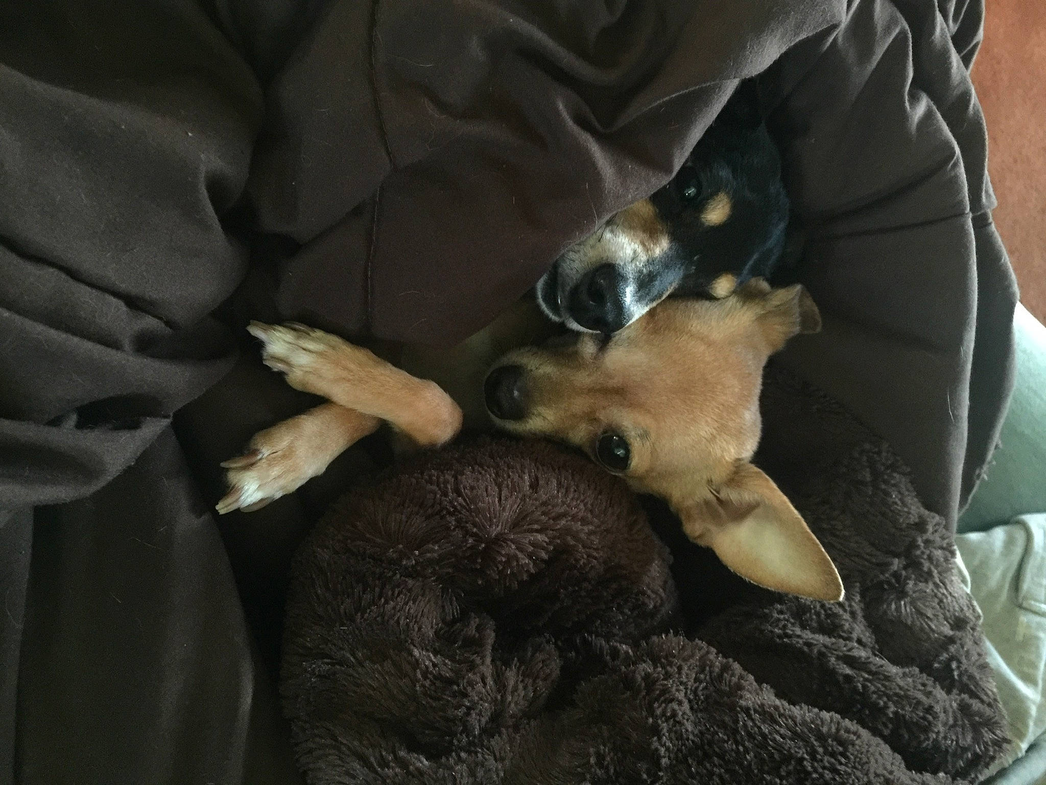 Midnight is registered to the contest to win money with this photo: canidae, carnivore, comfort, companion_dog, dog, dog_breed, fawn, felidae, fur, linens, nap, puppy, seat_belt, sleep, small_to_medium_sized_cats, snout, sporting_group, toy_dog, whiskers, working_animal