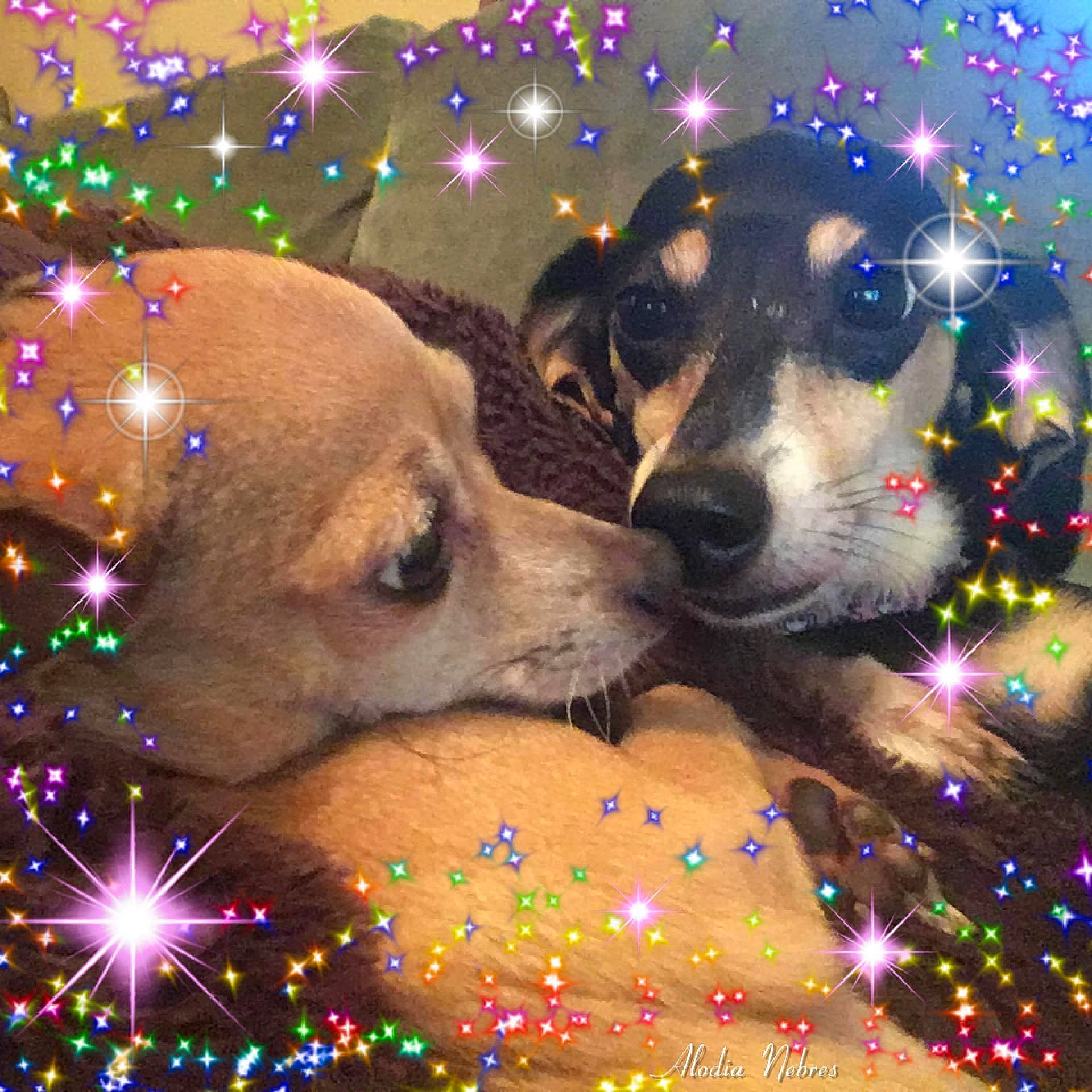 Midnight is registered to the contest to win money with this photo: art, carnivore, christmas, christmas_decoration, christmas_eve, christmas_ornament, christmas_tree, companion_dog, dog, dog_breed, event, fawn, happy, holiday, interior_design, light, lighting, ornament, photo_caption, snout