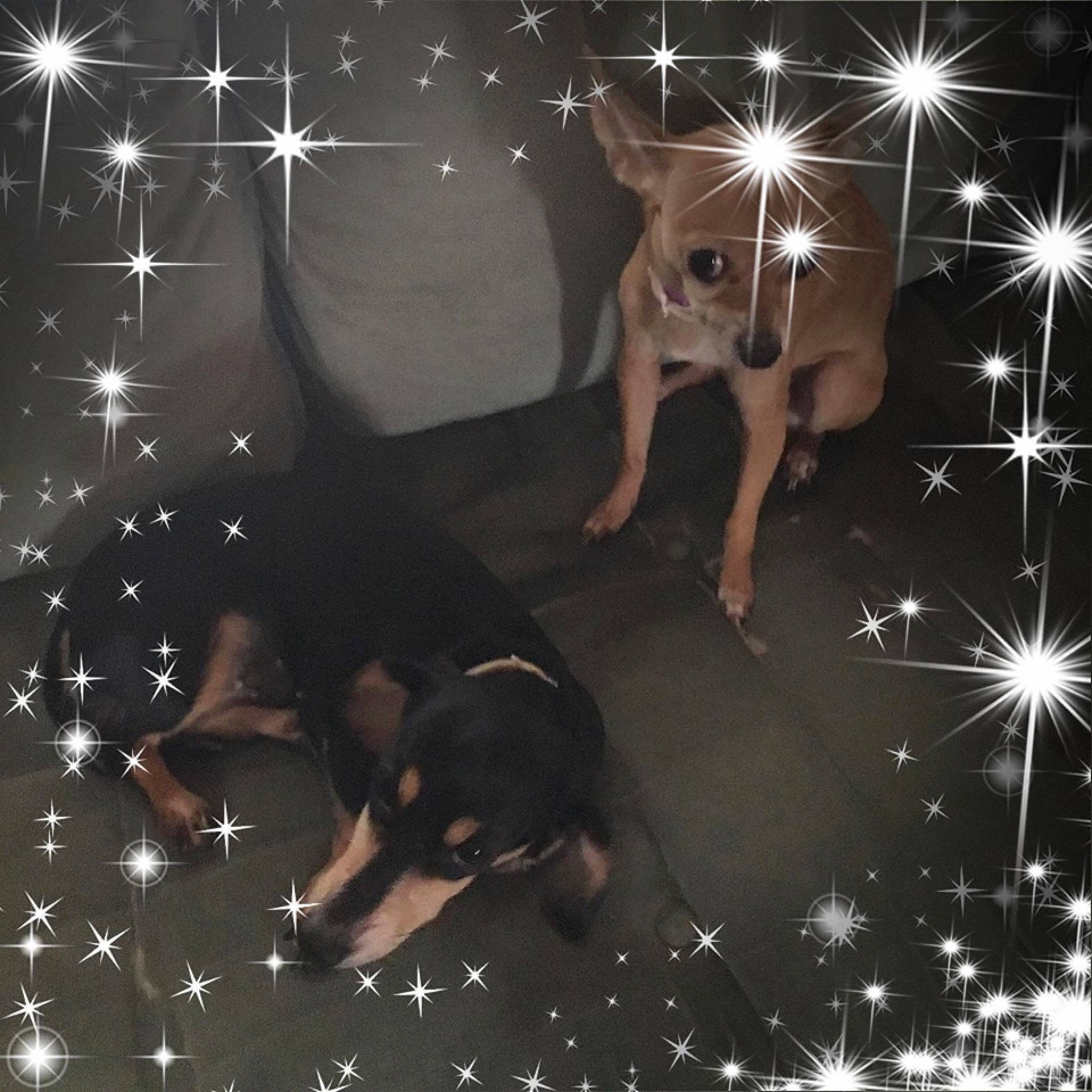 Midnight joined the competition — help win amazing prizes! black, carnivore, darkness, dog, dress, entertainment, event, fawn, flash_photography, font, graphics, light, line, mammal, midnight, night, pattern, space, tree, vertebrate