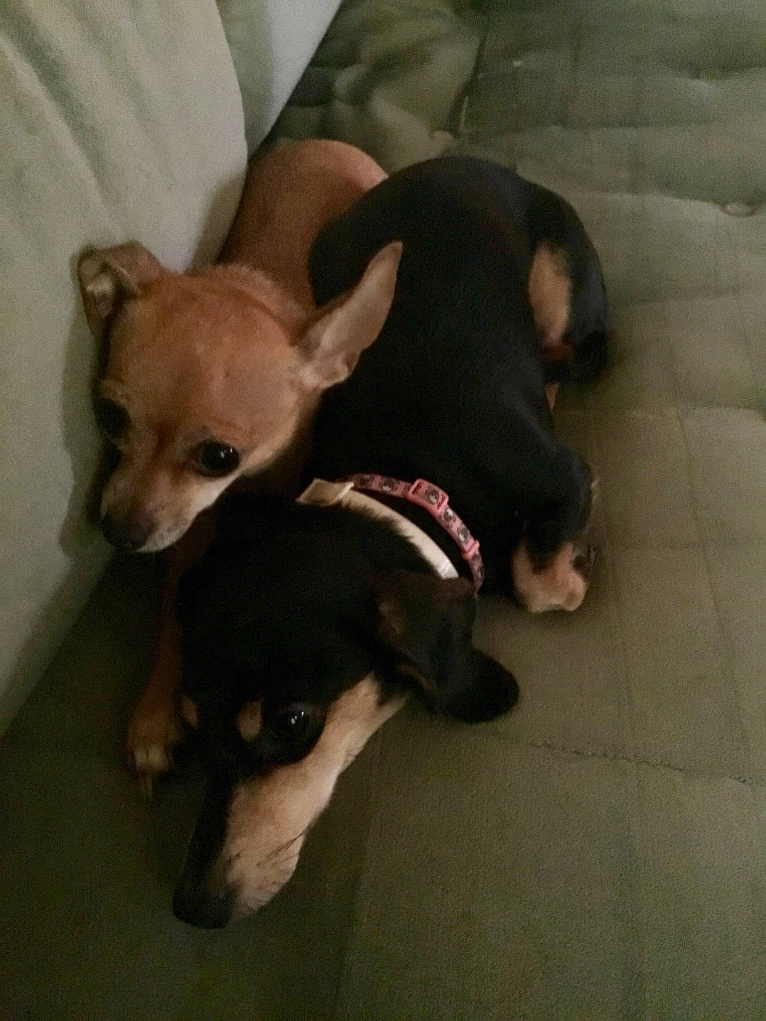 Ellie is registered to the contest to win money with this photo: canidae, carnivore, chihuahua, comfort, companion_dog, dog, dog_breed, dog_clothes, dog_supply, fawn, flooring, mammal, pet_supply, snout, sporting_group, tail, toy_dog, vertebrate, whiskers, working_animal