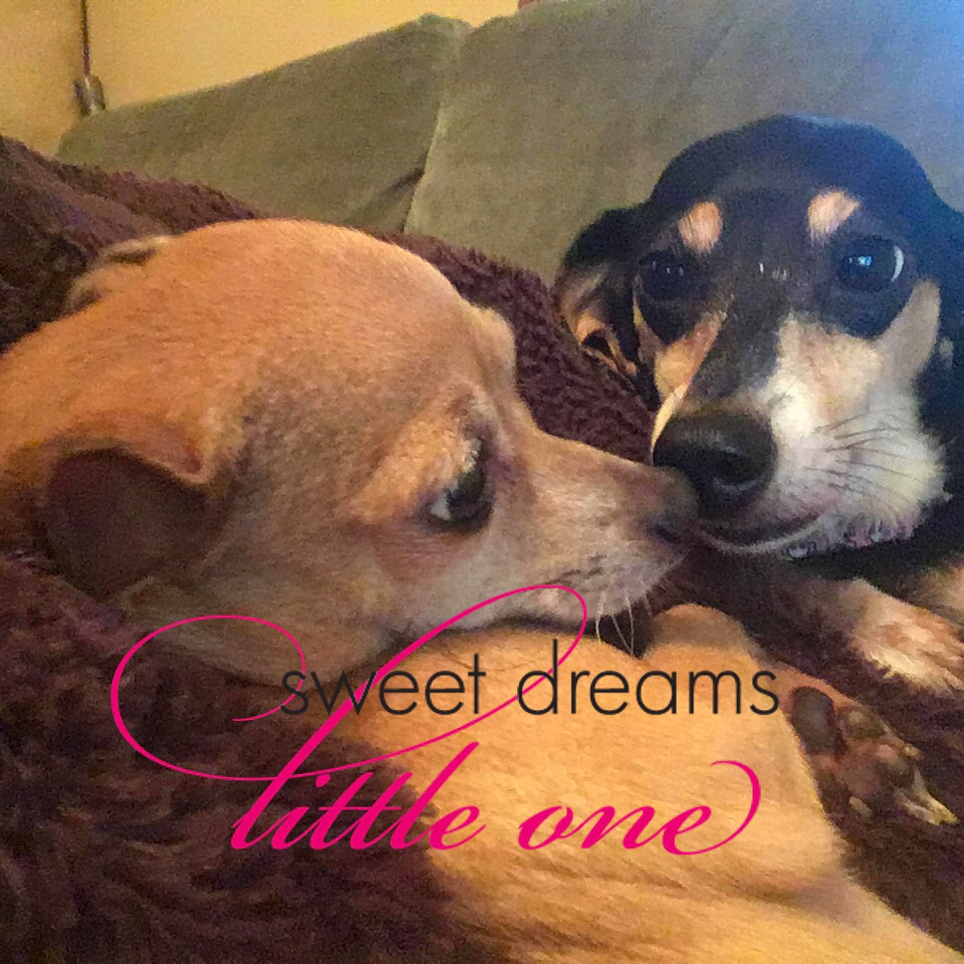 Ellie joined the competition — help win amazing prizes! art, canidae, carnivore, comfort, companion_dog, dog, dog_breed, fur, happy, love, metal, morning, paw, photo_caption, puppy_love, snout, sporting_group, square, whiskers, working_animal