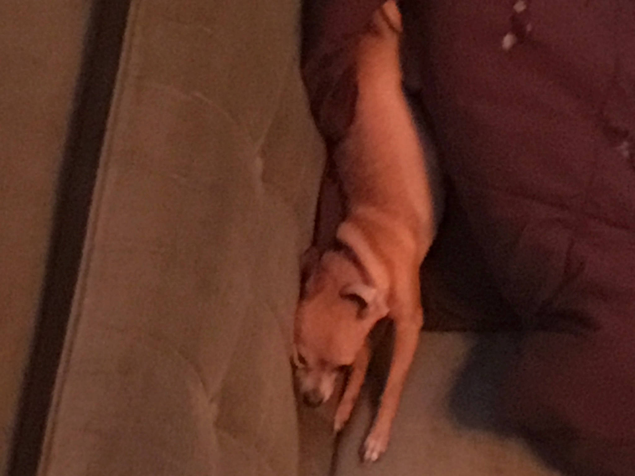 Ellie is registered to the contest to win money with this photo: carnivore, comfort, companion_dog, dog, dog_breed, fawn, flooring, foot, gesture, hardwood, human_body, human_leg, knee, snout, sporting_group, tail, toe, wood, working_animal, wrist