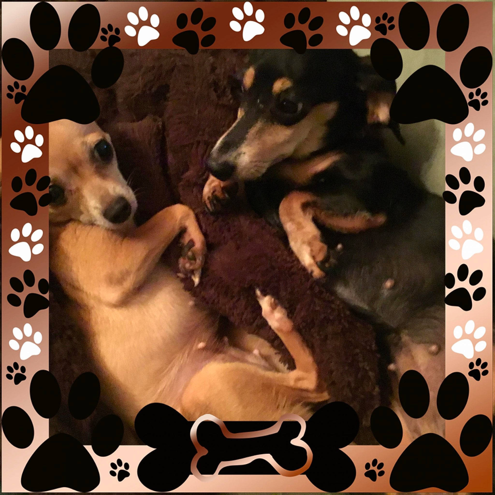 Ella And Mid-night joined the competition — help win amazing prizes! art, black, carnivore, companion_dog, dog, dog_breed, dog_supply, font, mammal, pattern, pet_supply, photo_caption, photograph, poster, rectangle, snapshot, snout, vertebrate, visual_arts, working_animal