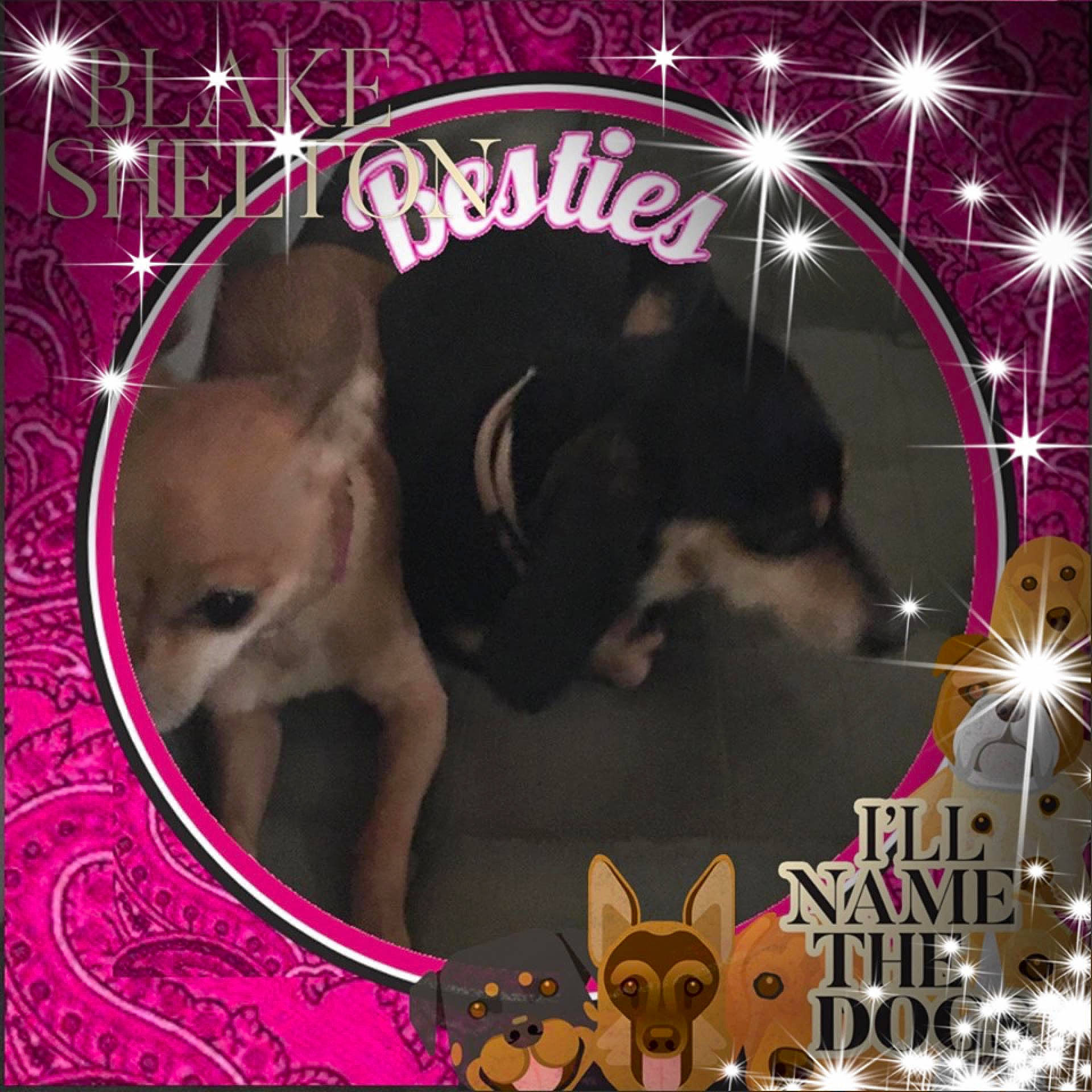 Ella And Mid-night joined the competition — help win amazing prizes! advertising, art, canidae, carnivore, companion_dog, dog, dog_breed, dog_supply, event, font, graphics, magenta, mammal, pet_supply, photo_caption, snout, sporting_group, vertebrate, visual_arts, working_animal