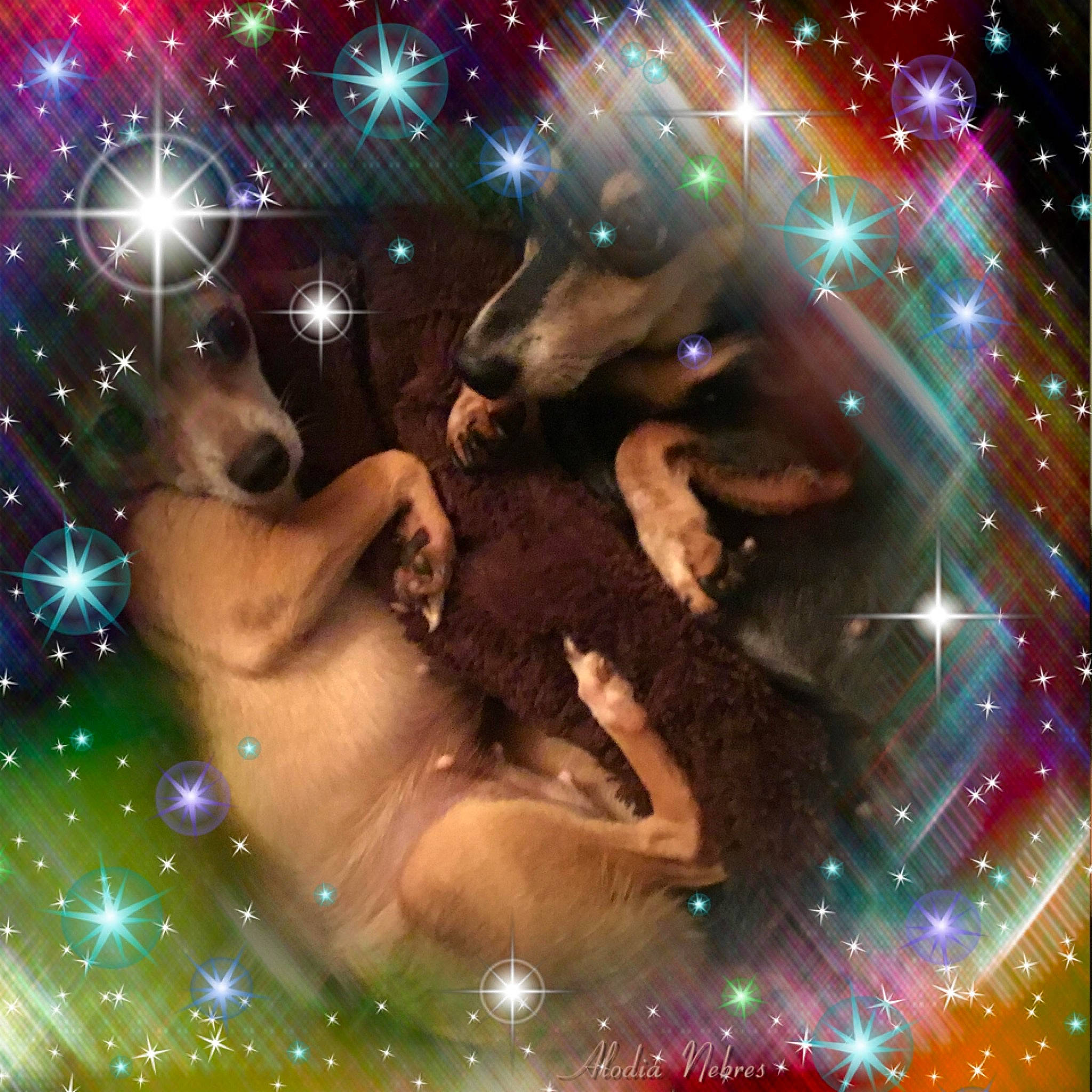 Ella And Mid-night joined the competition — help win amazing prizes! art, astronomical_object, carnivore, dog, dog_breed, entertainment, event, fawn, fun, graphics, illustration, light, midnight, organism, painting, plant, snout, space, visual_arts, world