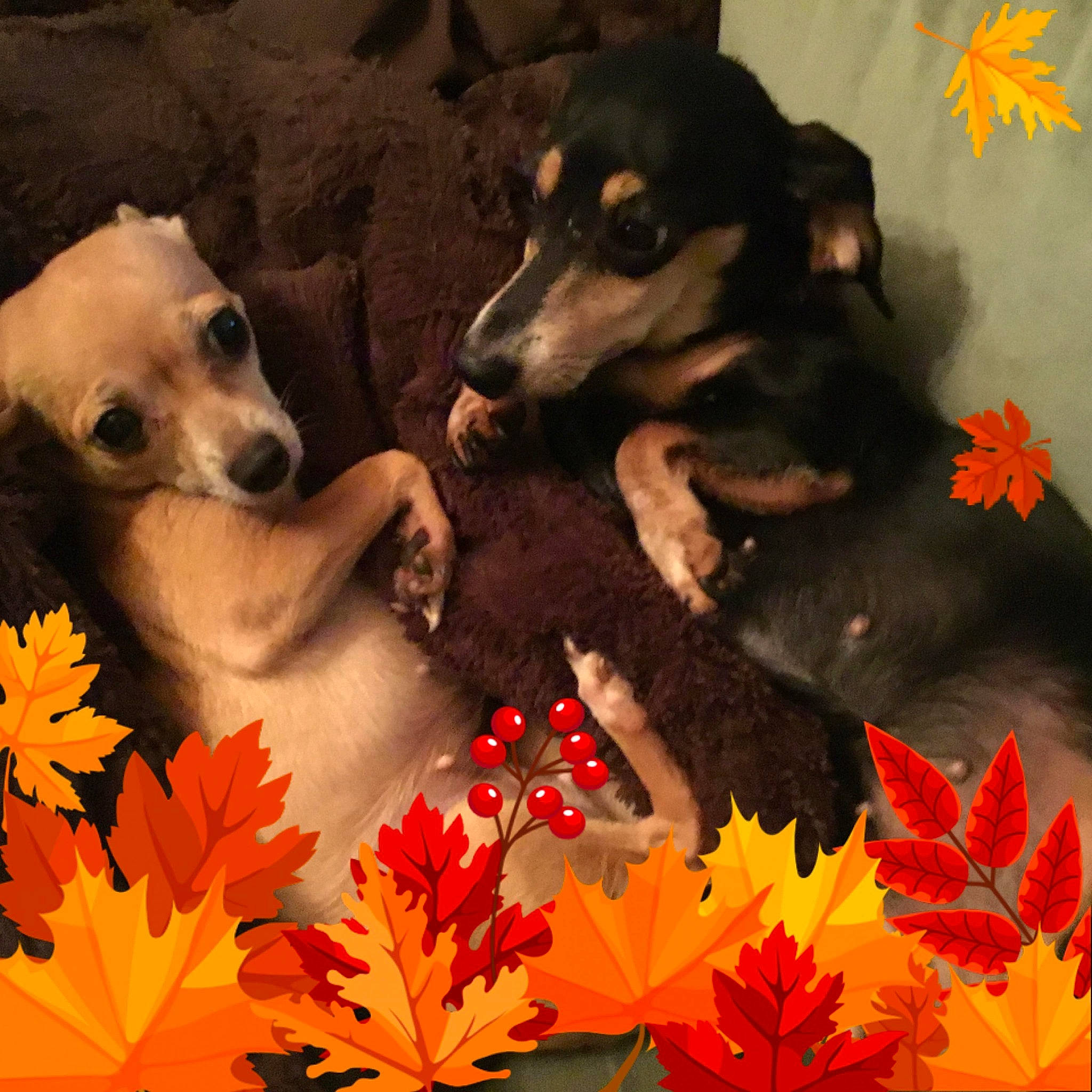 Ella And Mid-night is registered to the contest to win money with this photo: annual_plant, art, beauty, canidae, carnivore, companion_dog, deciduous, dog, dog_breed, flower, flowering_plant, green, landscape, natural_landscape, petal, plant, snout, sporting_group, tree, working_animal