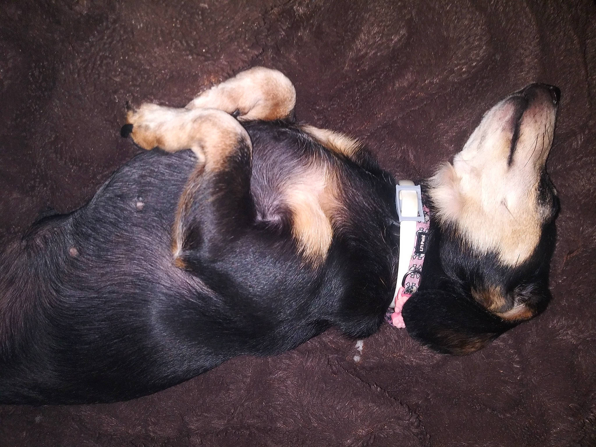 Midnight joined the competition — help win amazing prizes! canidae, carnivore, claw, collar, comfort, companion_dog, dog, dog_breed, dog_collar, ear, fawn, fur, paw, snout, sporting_group, tail, terrestrial_animal, toy_dog, whiskers, working_animal