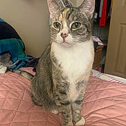 May Paur joined the competition — help win amazing prizes! cat, tabby_cat, pet, indoor, bed, quilted_bedspread, feline, animal, domestic_animal, fur, whiskers, ears, eyes, sitting, resting, bedroom, blanket, clothing, door, furniture