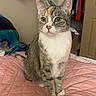 cat, tabby_cat, pet, indoor, bed, quilted_bedspread, feline, animal, domestic_animal, fur, whiskers, ears, eyes, sitting, resting, bedroom, blanket, clothing, door, furniture