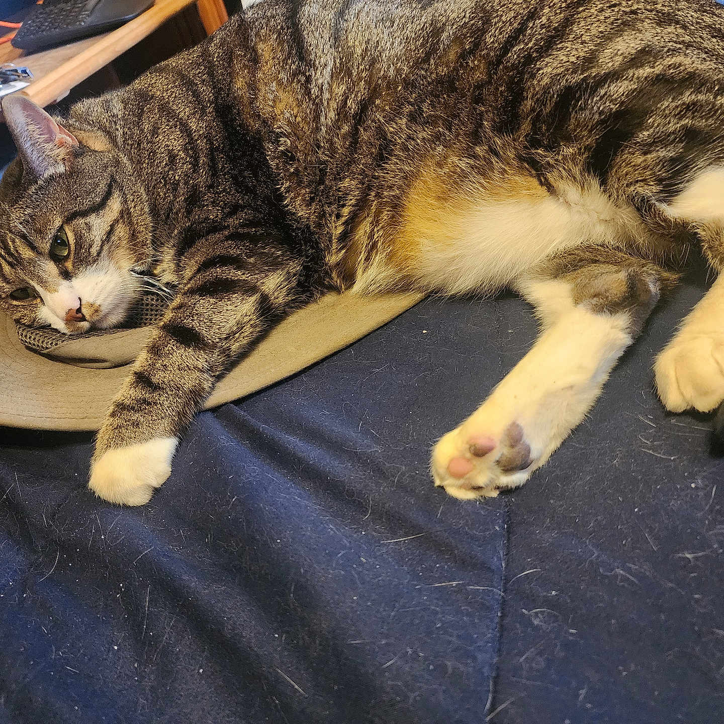 Rebel is registered to the contest to win money with this photo: animal, bed, cat, close_up, companion, cozy, cute, domestic_cat, feline, fur, hat, indoor, paw, pet, relaxed, resting, sleepy, striped, tabby_cat, white_paws