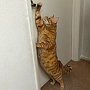 Colonel is registered to the contest to win money with this photo: cat, orange_tabby, door, door_handle, carpet, wall, indoor, pet, feline, curious, standing, paw, tabby, animal, domestic, home, reach, vertical, doorframe, playful
