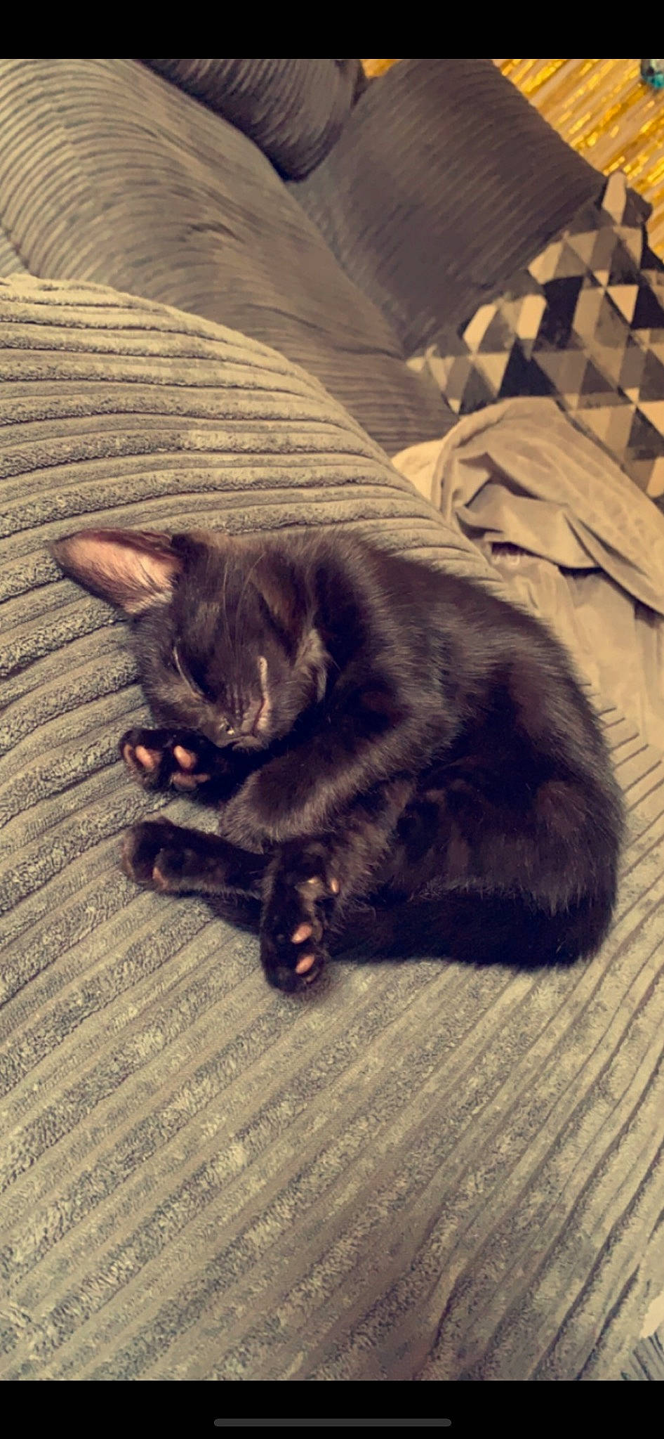 Elijah joined the competition — help win amazing prizes! black_cat, carnivore, cat, claw, comfort, domestic_short_haired_cat, felidae, flooring, fur, grey, hardwood, nap, paw, sitting, small_to_medium_sized_cats, square, tail, terrestrial_animal, whiskers, wood