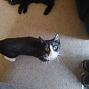 Amazon joined the competition — help win amazing prizes! animal, black_and_white, black_cat, carpet, cat, curious, domestic_cat, eyes, feline, floor, home, indoor, looking_up, lying_down, pet, relaxed, tail, tuxedo_cat, two_cats, whiskers