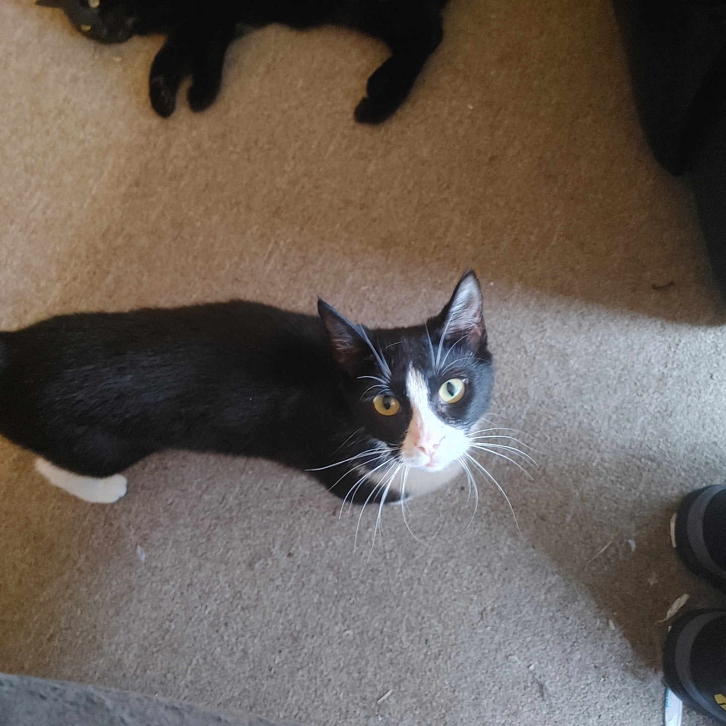 Amazon joined the competition — help win amazing prizes! animal, black_and_white, black_cat, carpet, cat, curious, domestic_cat, eyes, feline, floor, home, indoor, looking_up, lying_down, pet, relaxed, tail, tuxedo_cat, two_cats, whiskers