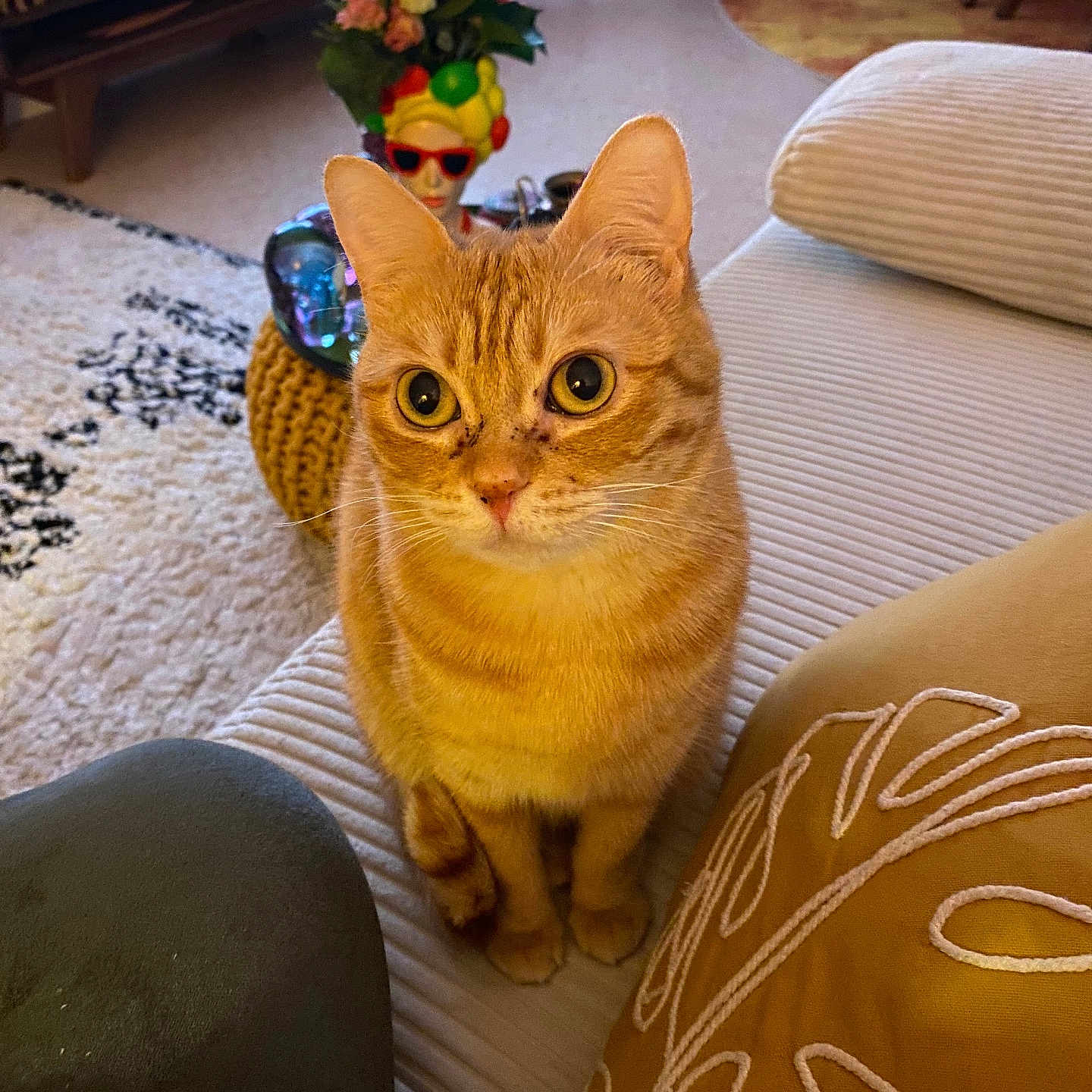 Rosie a rejoint le concours — aidez-le/la à gagner de superbes lots ! alert, carpet, cat, couch, cozy, curious, decor, flower_arrangement, furniture, home, indoor, living_room, mannequin_head, orange, orange_tabby, pet, pillow, seated, sunglasses, whiskers