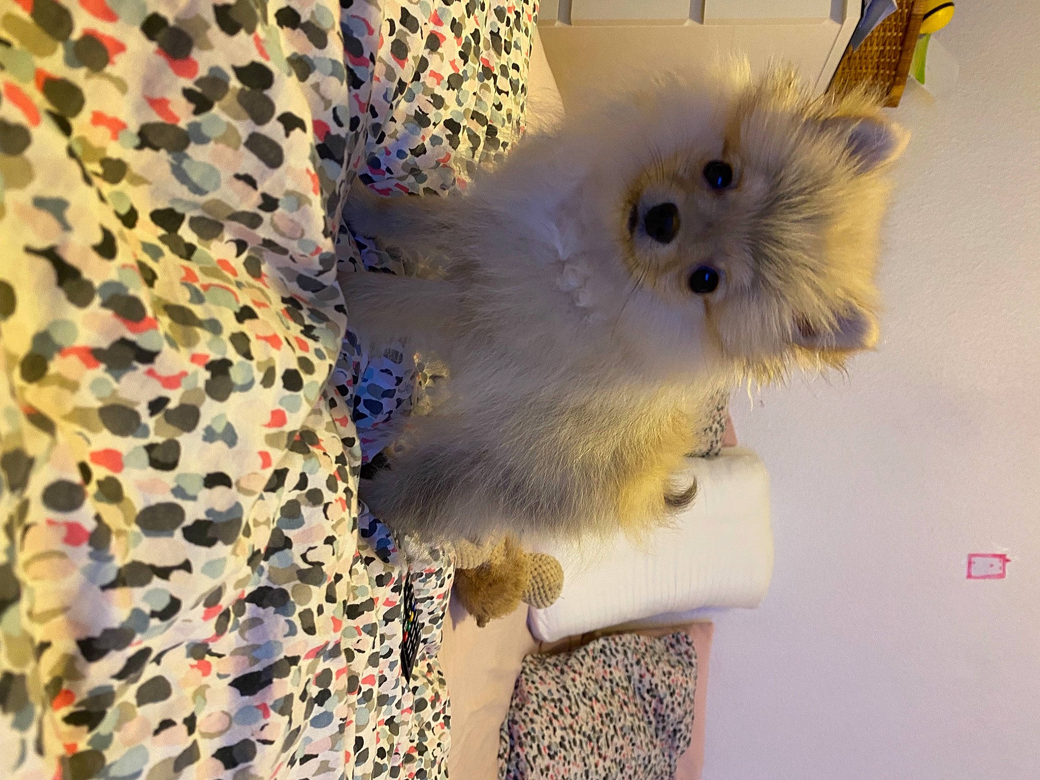 Bulle participe au concours pour gagner de l'argent avec cette photo : art, canidae, carnivore, companion_dog, dog, dog_breed, fashion_design, fawn, felidae, fur, pattern, small_terrier, small_to_medium_sized_cats, sporting_group, stuffed_toy, tail, toy, toy_dog, visual_arts, whiskers