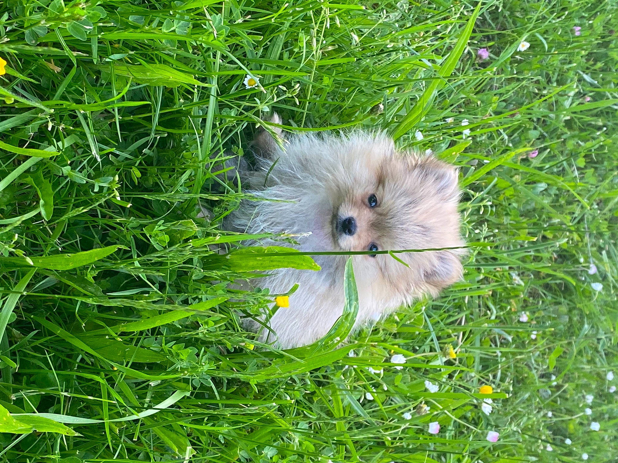 Bulle a rejoint le concours — aidez-le/la à gagner de superbes lots ! canidae, dandelion, felidae, flower, flowering_plant, fruit, fur, grass, grassland, groundcover, insect, pasture, plant, prairie, snout, terrestrial_animal, terrestrial_plant, tree, whiskers