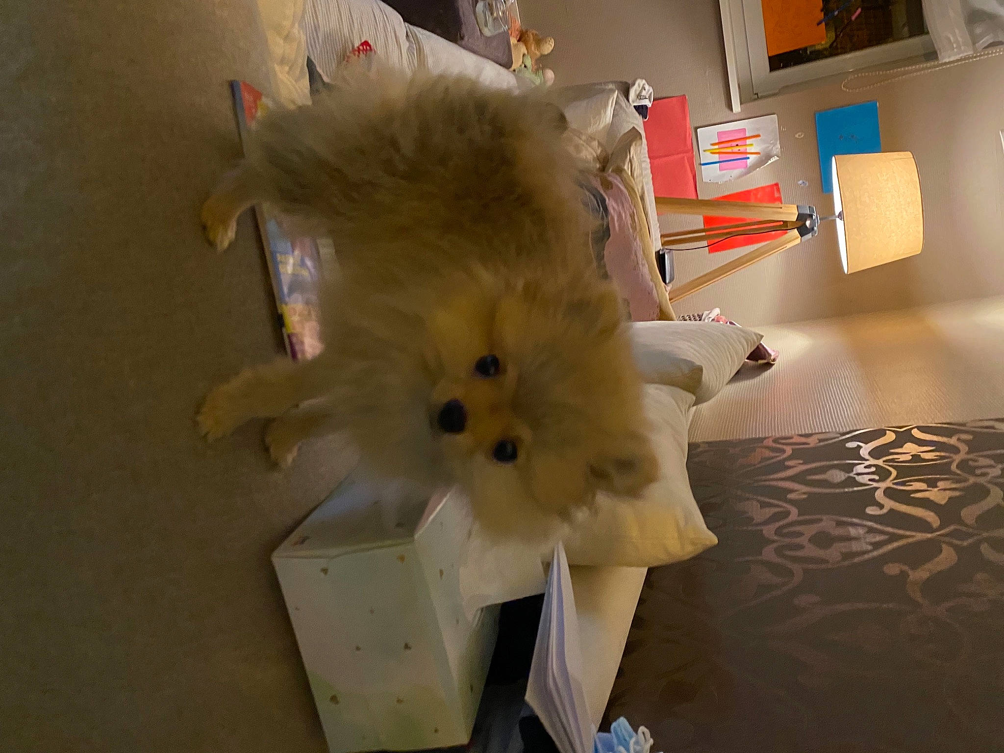 Bulle participe au concours pour gagner de l'argent avec cette photo : art, box, carnivore, companion_dog, dog_breed, fawn, felidae, flooring, fur, picture_frame, plant, spitz, stuffed_toy, tail, toy, tree, whiskers, wing, wood, working_animal