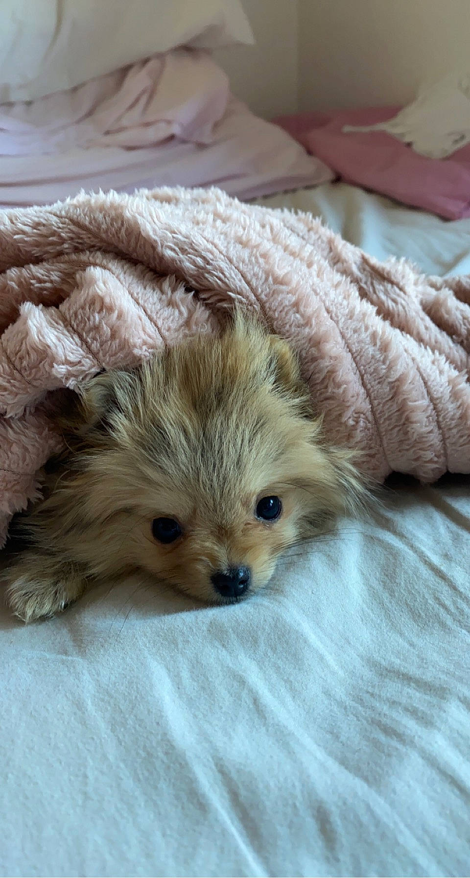 Bulle participe au concours pour gagner de l'argent avec cette photo : canidae, carnivore, claw, comfort, companion_dog, dog, dog_breed, fawn, fur, maltepoo, paw, puppy, small_terrier, snout, sporting_group, tail, terrestrial_animal, toy_dog, whiskers, wildlife