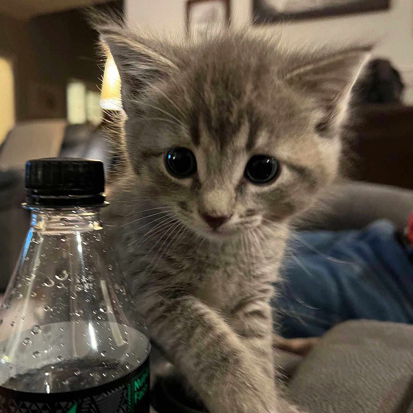 Raz is registered to the contest to win money with this photo: bottle, bottle_cap, box, carnivore, cat, distilled_beverage, domestic_short_haired_cat, drink, drinkware, felidae, fluid, fur, glass_bottle, liquid, paw, small_to_medium_sized_cats, snout, water, water_bottle, whiskers