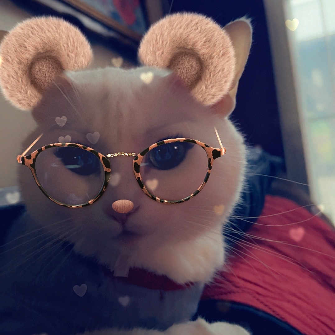 Simba is registered to the contest to win money with this photo: accessories, animal, cat, couch, face, furniture, glasses, head, homedecor, indoors, kitten, manx, person, pet, photography, plush, portrait, sunglasses, teddybear, toy