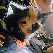 Nebula is registered to the contest to win money with this photo: animal, black, blurred_background, calico, casual, cat, close_up, clothing, curious, face, hand, home, indoor, kitten, orange, person, pet, tablet, whiskers, white