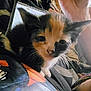 animal, black, blurred_background, calico, casual, cat, close_up, clothing, curious, face, hand, home, indoor, kitten, orange, person, pet, tablet, whiskers, white