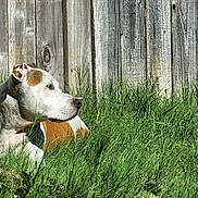 Remo is registered to the contest to win money with this photo: animal, backyard, brown, canine, daytime, dog, fur, grass, greenery, nature, outdoor, peaceful, pet, quiet, relaxing, side_view, summer, sunlight, white, wooden_fence
