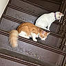 animal, brown, cat, collar, companions, curious, domestic, exploring, feline, flooring, house, indoor, orange_cat, pet, pets, resting, stairs, two_animals, white_cat, wooden_stairs